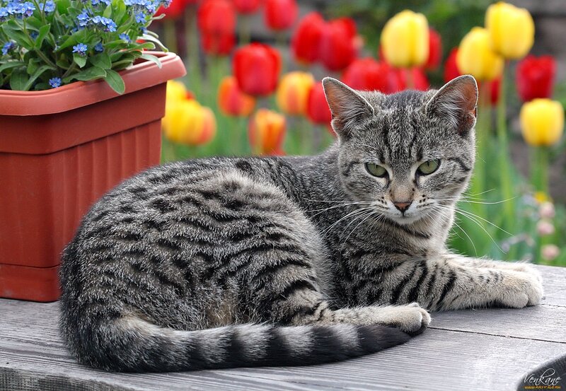 Tabby Cat on Table — Gray, Calm, Spring