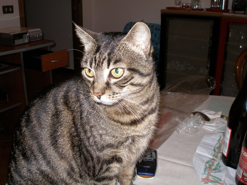 Tabby Cat on Table — Gray