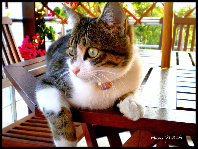 Tabby Cat on Table