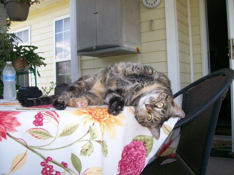 Tabby Cat on Table — White, Relaxed