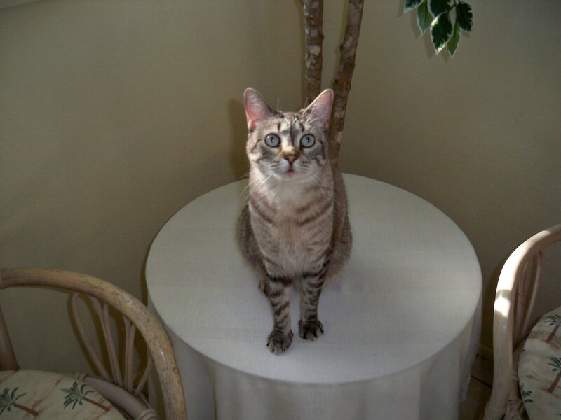 Tabby Cat on Table — White