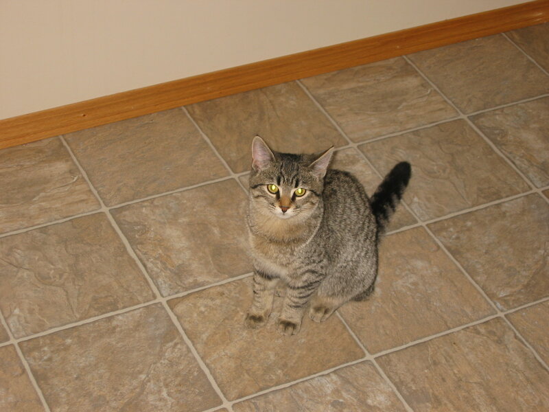 Tabby Cat on Tile Floor — Gray