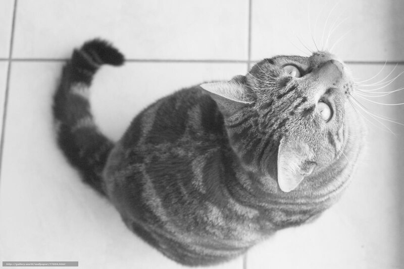 Tabby Cat on Tile Floor