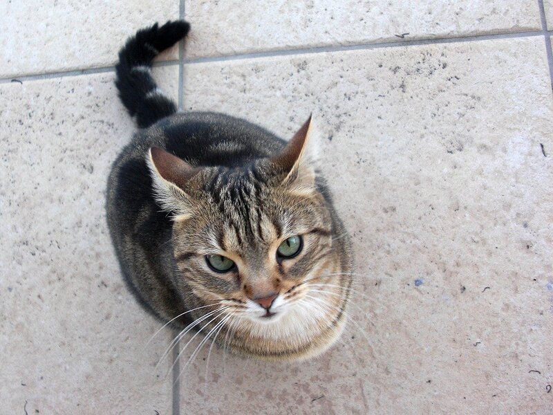 tabby cat on tiled floor
