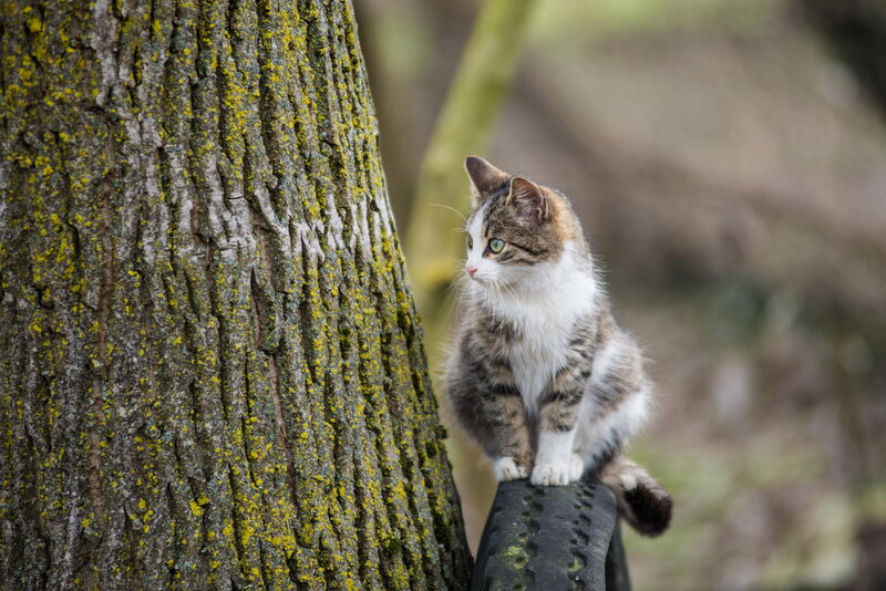 Tabby Cat on Tire — Brown, Calm