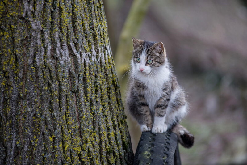 Tabby Cat on Tire — Brown