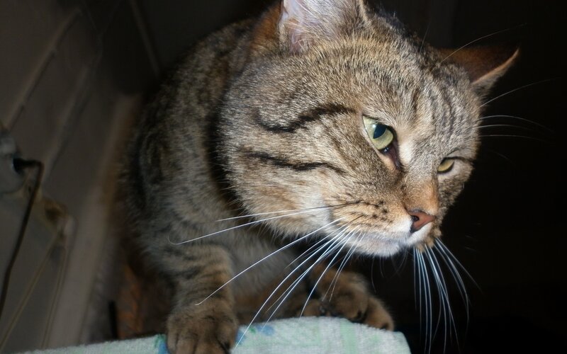 Tabby Cat on Towel