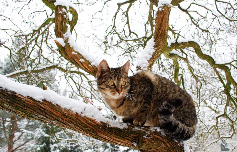 Tabby Cat on Tree Branch — Brown, Calm