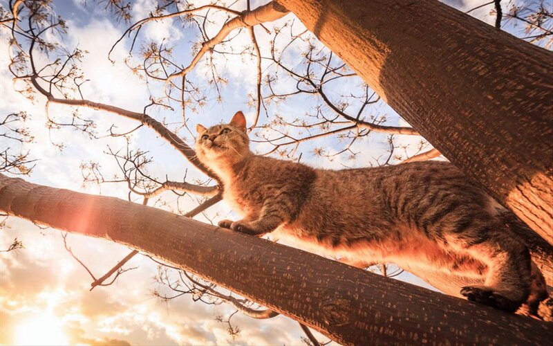 Tabby Cat on Tree Branch — Brown, Dramatic