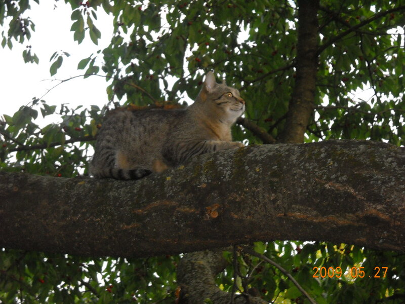 Tabby Cat on Tree Branch — Green