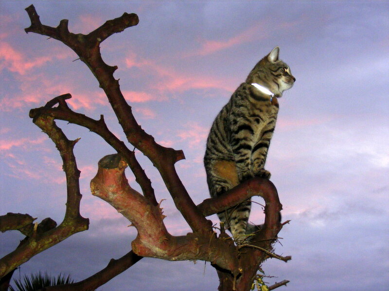 Tabby Cat on Tree Branch — Purple