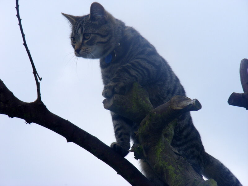 Tabby cat on tree branch