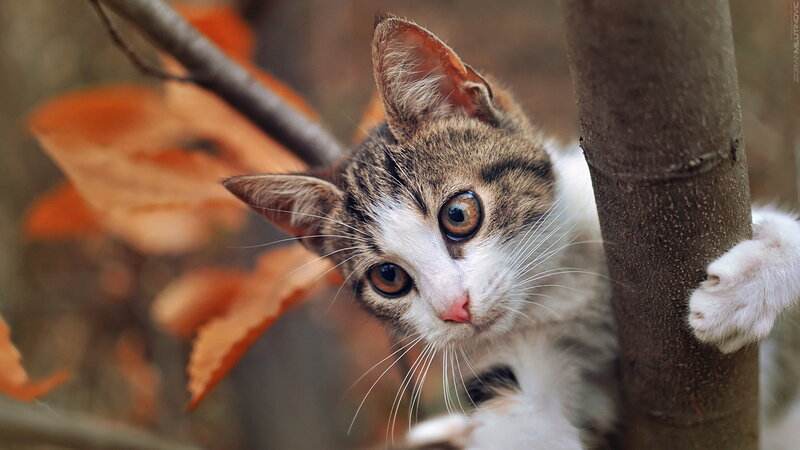 Tabby Cat on Tree — Brown