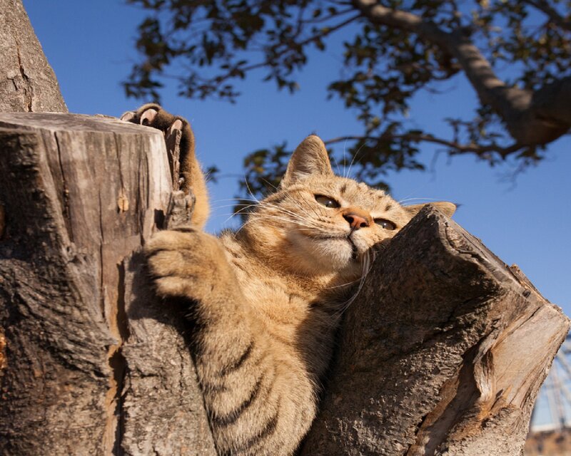 Tabby Cat on Tree Stump