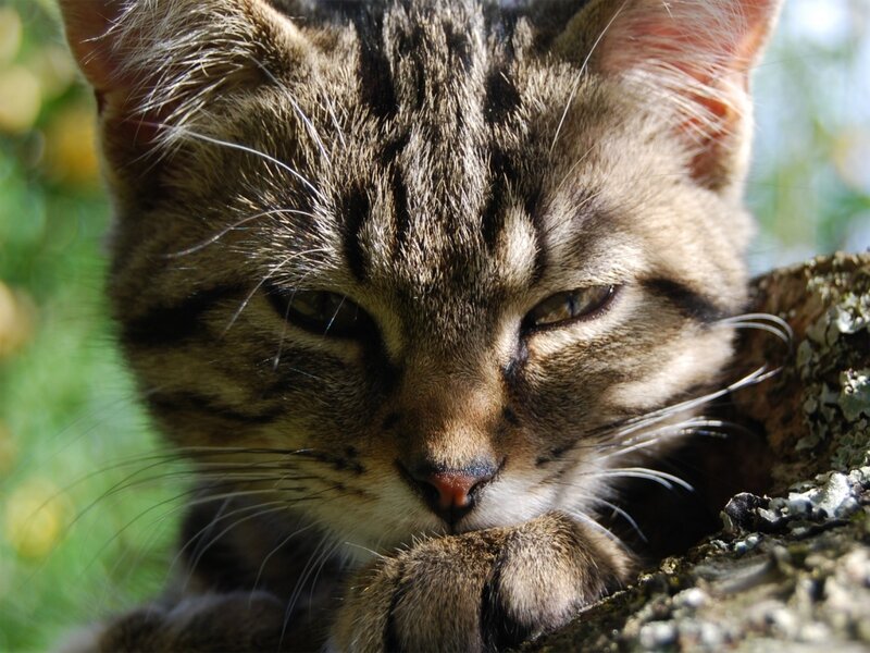 Tabby Cat on Tree