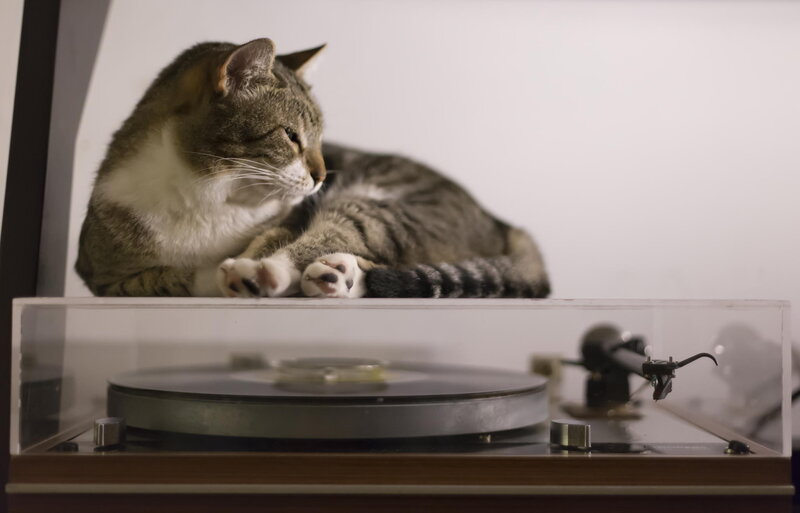 Tabby Cat on Turntable — Gray