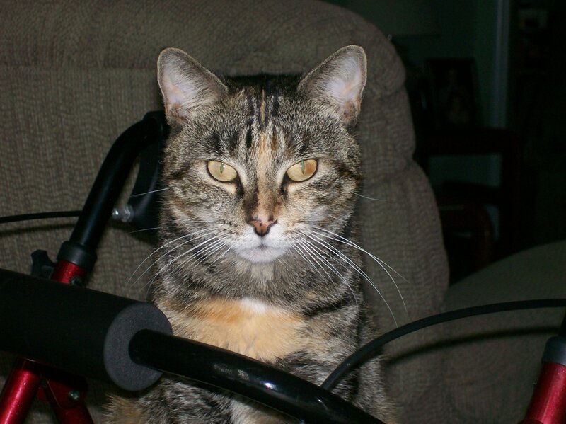Tabby Cat on Walker