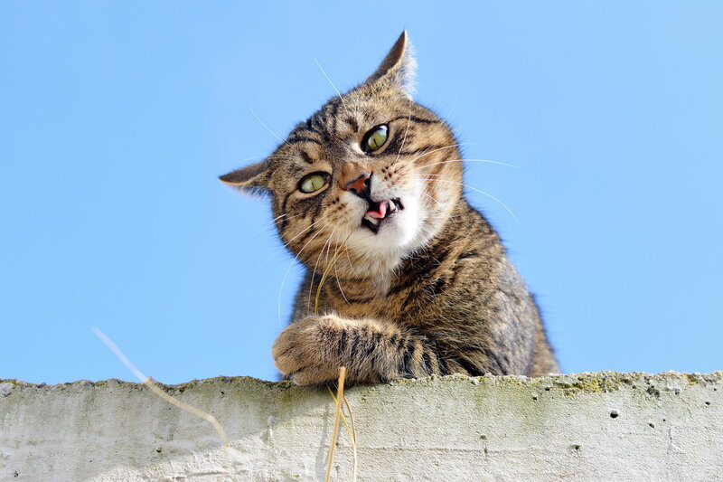 Tabby Cat on Wall — Blue, Calm, Afternoon