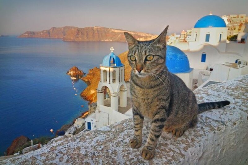 Tabby Cat on Wall — Blue