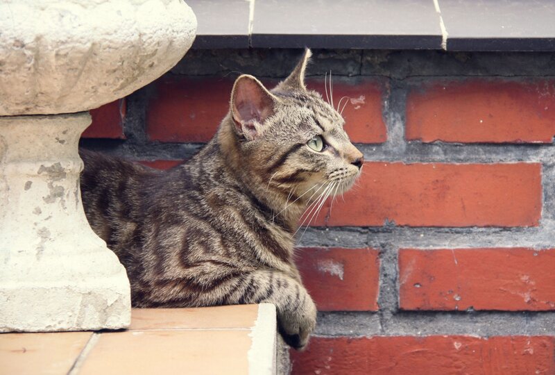 Tabby Cat on Wall — Brown, Calm, Afternoon, Photograph