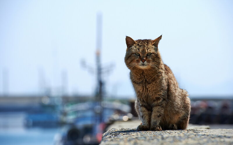 Tabby Cat on Wall — Brown, Calm, Afternoon