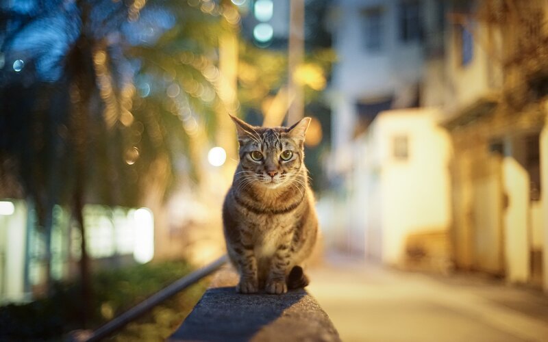 Tabby Cat on Wall — Brown, Calm, Night, Photograph