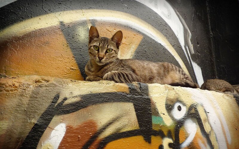 Tabby Cat on Wall — Brown, Calm, Photograph