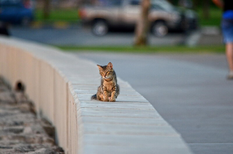 Tabby Cat on Wall — Brown, Calm, Sunset
