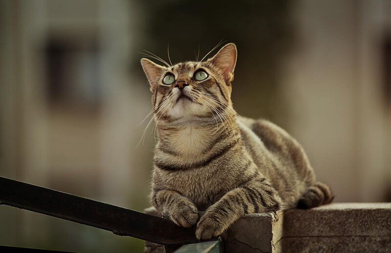 Tabby Cat on Wall — Brown, Curious