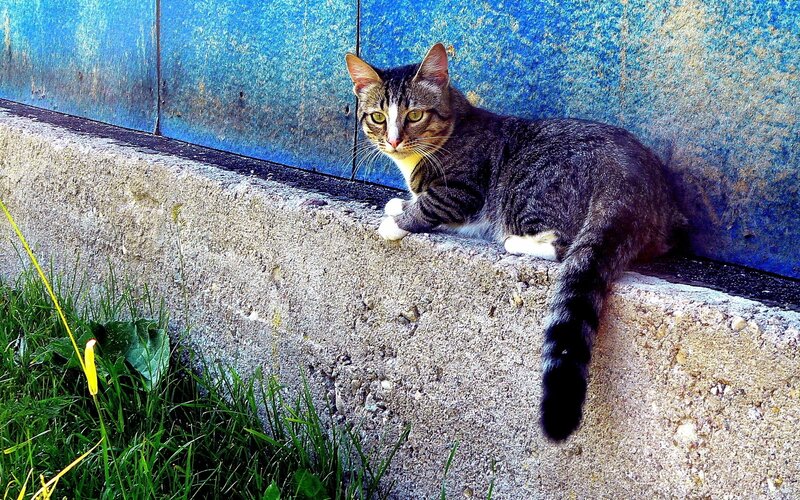 Tabby Cat on Wall — Gray