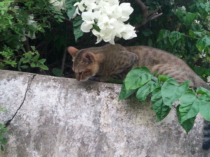 Tabby Cat on Wall — Green, Calm, Afternoon, Photograph, Flowers
