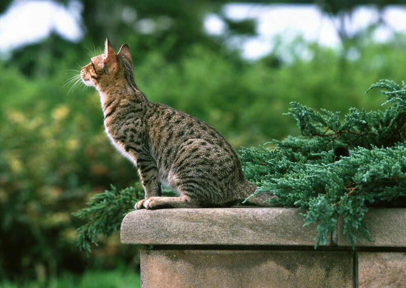 Tabby Cat on Wall — Green, Calm, Afternoon, Photograph