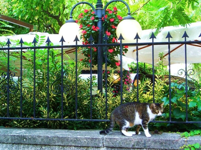 Tabby Cat on Wall — Green, Calm, Afternoon