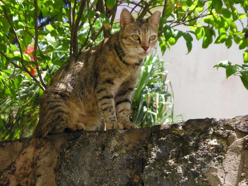 Tabby Cat on Wall — Green, Calm