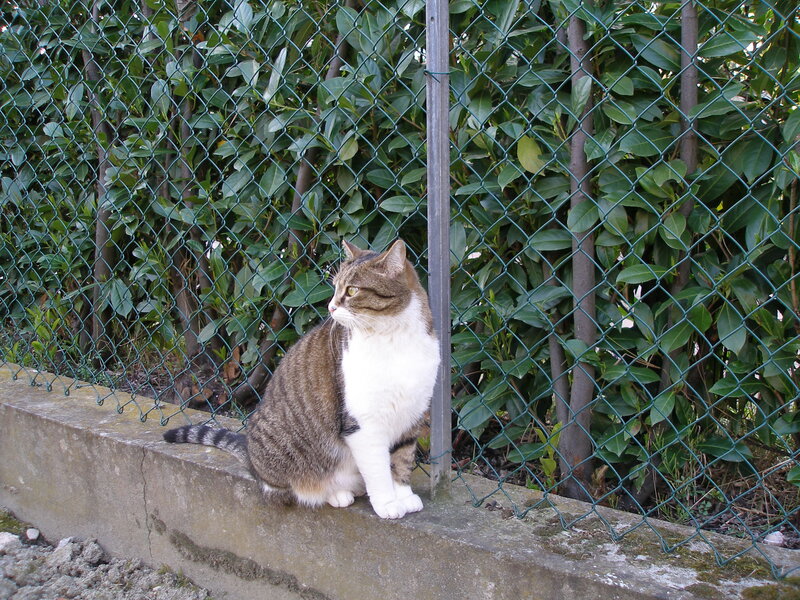 Tabby Cat on Wall — Green