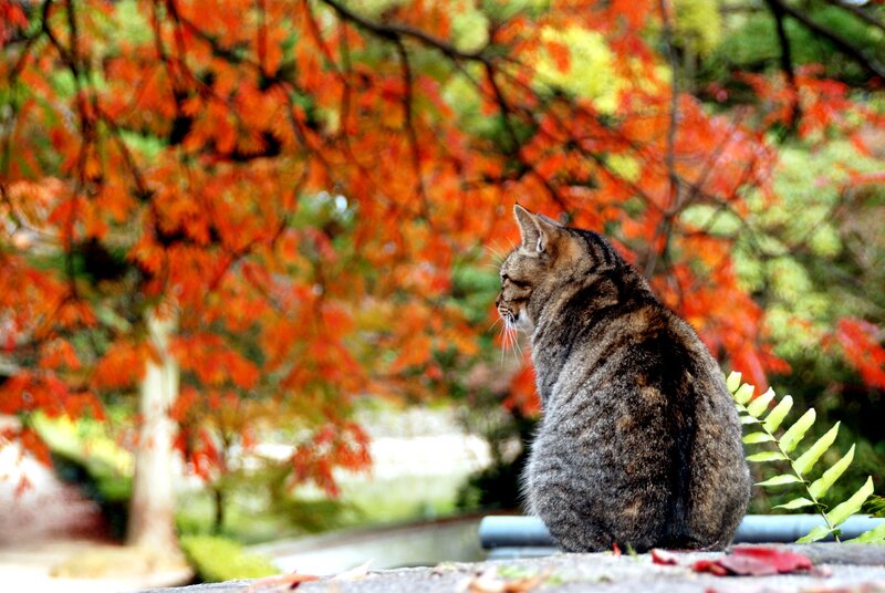 Tabby Cat on Wall — Red