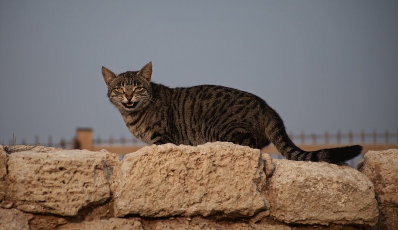 Tabby Cat on Wall