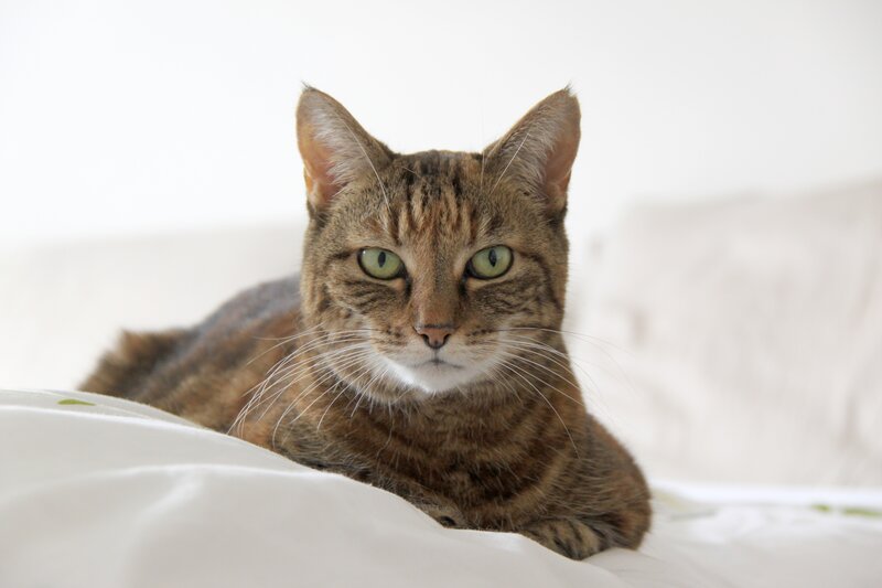 tabby cat on white bedding