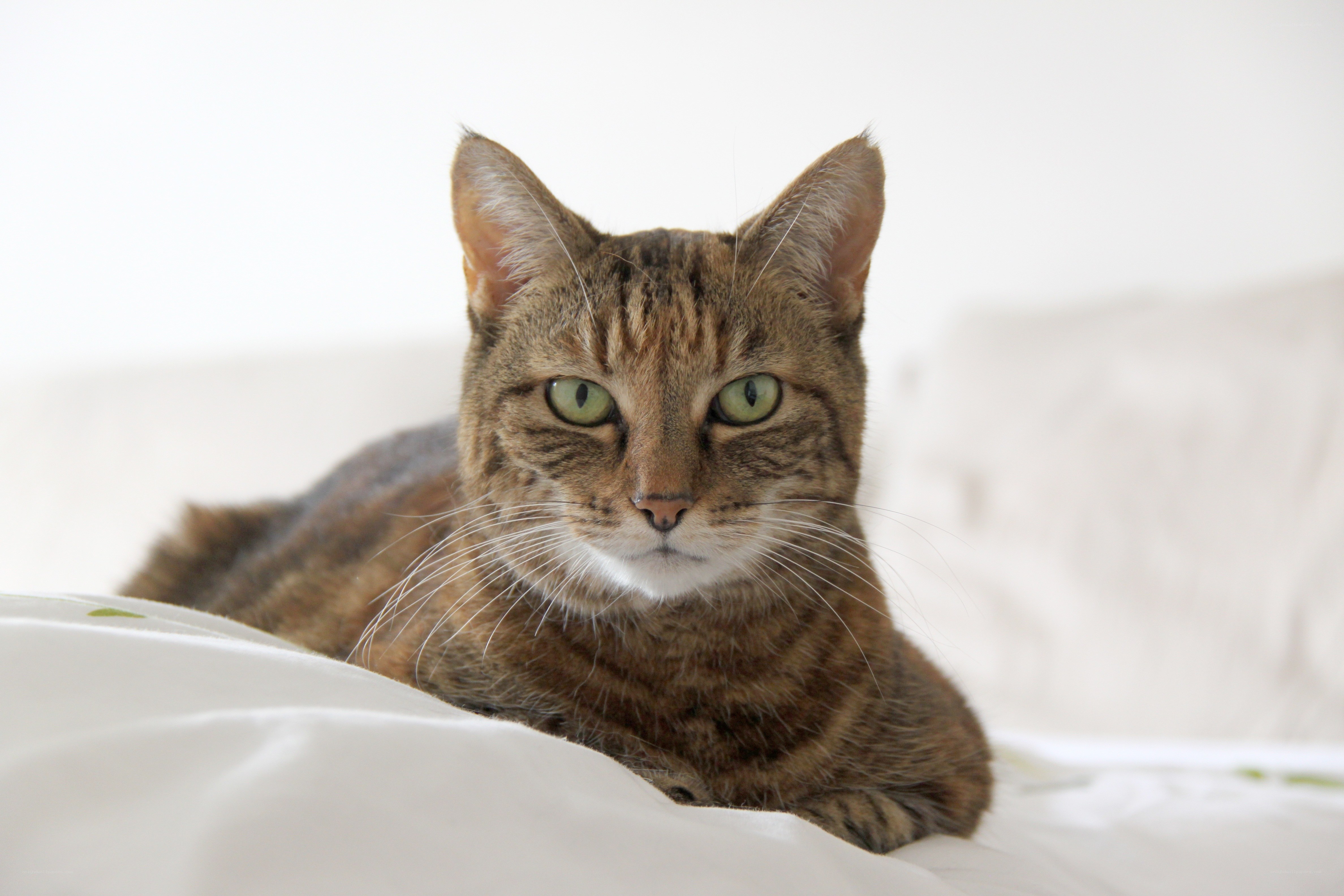 tabby cat on white bedding