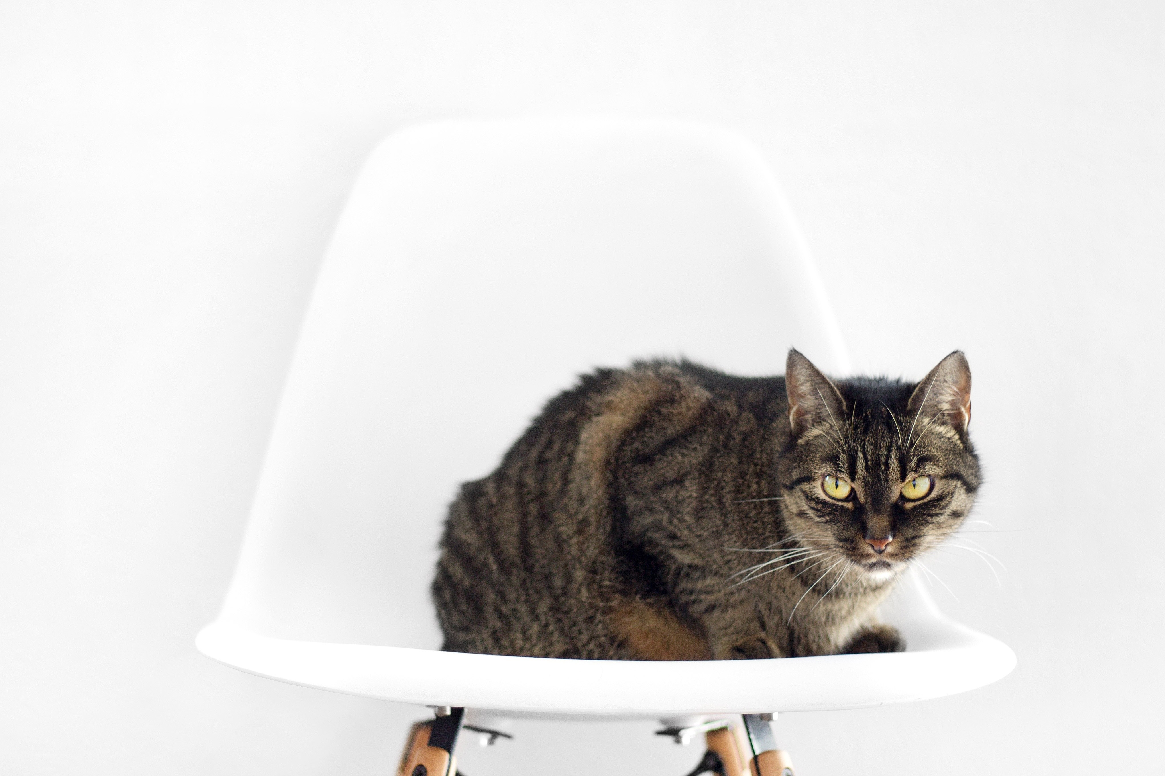tabby cat on white chair