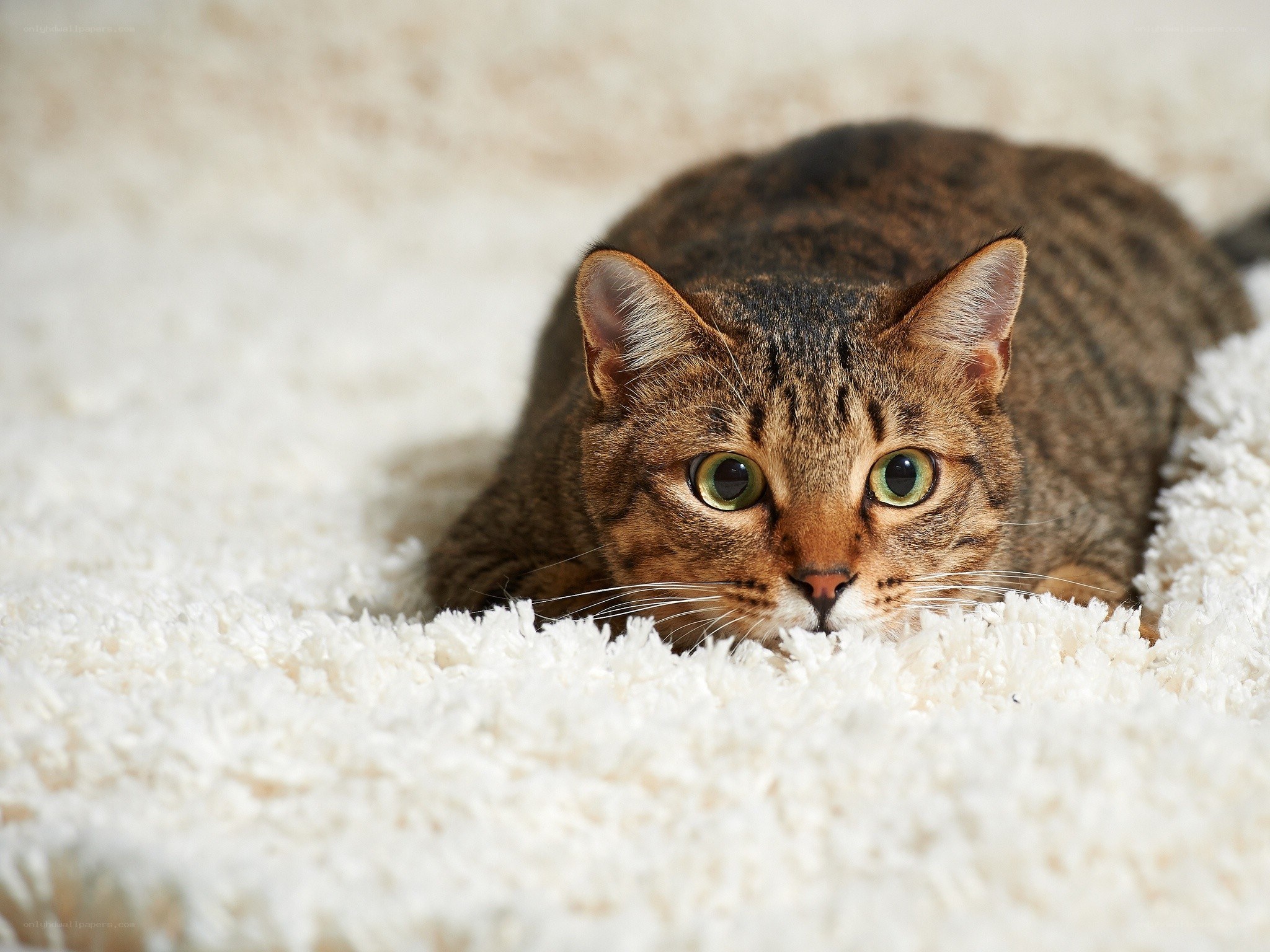 tabby cat on white rug