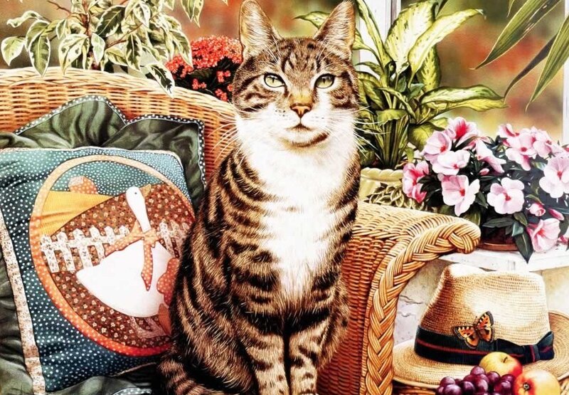 Tabby cat on wicker chair