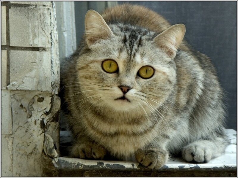tabby cat on windowsill