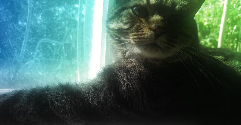 Tabby Cat on Windowsill — Black, Calm, Afternoon