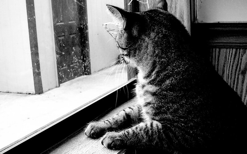 Tabby Cat on Windowsill — Black, Calm, Photograph