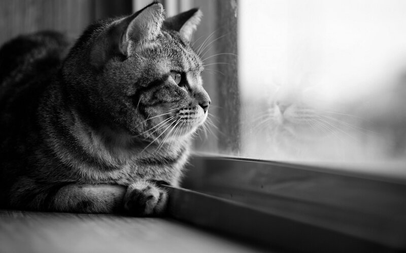 Tabby Cat on Windowsill — Black, Calm