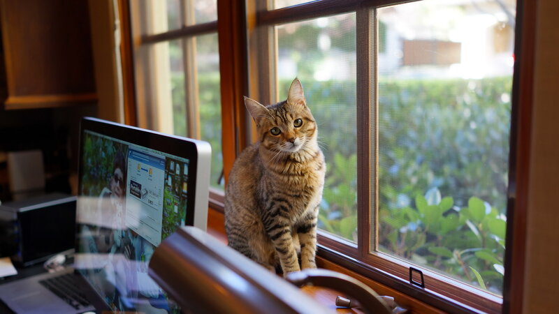 Tabby Cat on Windowsill — Brown, Calm, Afternoon, Photograph, Computer Monitor