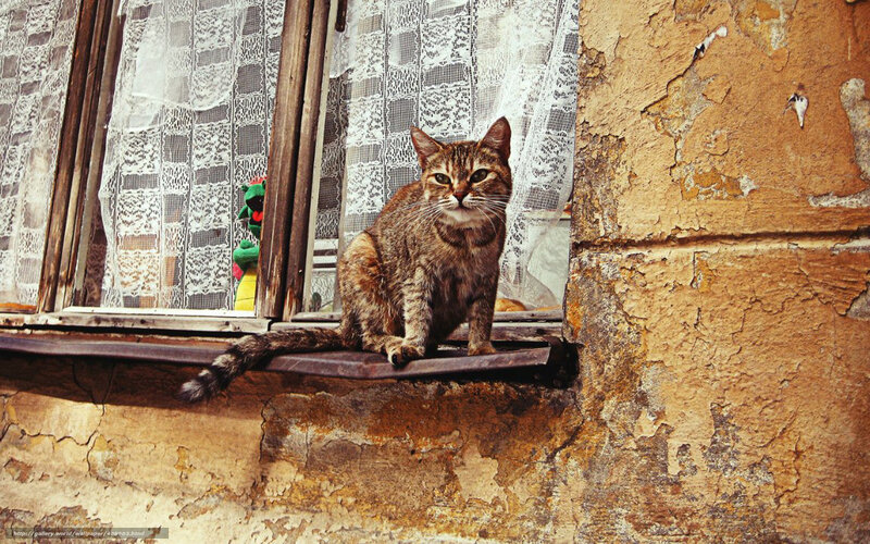 Tabby Cat on Windowsill — Brown, Calm, Afternoon, Photograph, Window, Lace Curtain