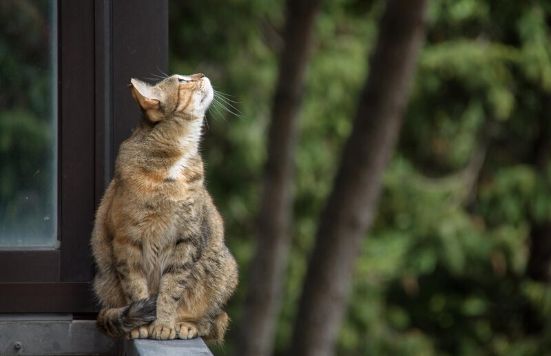 Tabby Cat on Windowsill — Brown, Calm, Afternoon, Photograph, Window