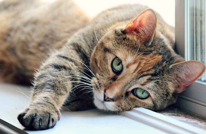 Tabby Cat on Windowsill — Brown, Calm, Morning, Photograph